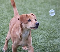 Dog of the Month at Unleashed Pets in Waukee, Iowa