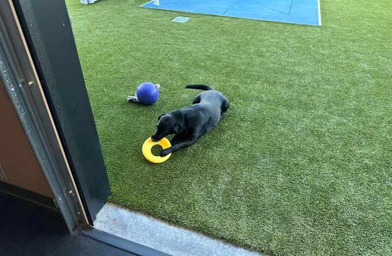 Dogs Playing at the Indoor Dog Park at Unleashed Pets in Waukee, Iowa