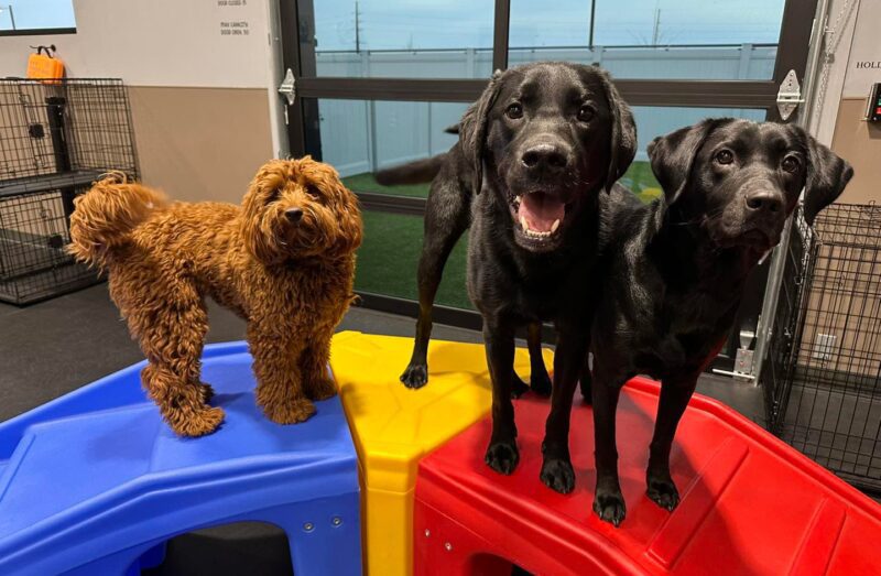 Dogs Playing at the Indoor Dog Park at Unleashed Pets in Waukee, Iowa Dogs Playing at the Indoor Dog Park at Unleashed Pets in Waukee, Iowa