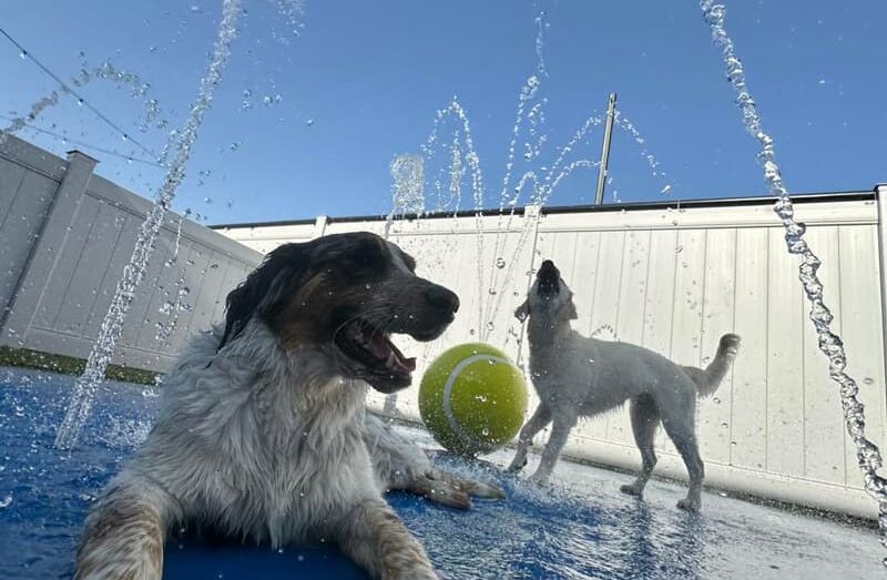 Dogs Playing in the splash pad at the dog park at Unleashed Pets in Waukee, Iowa