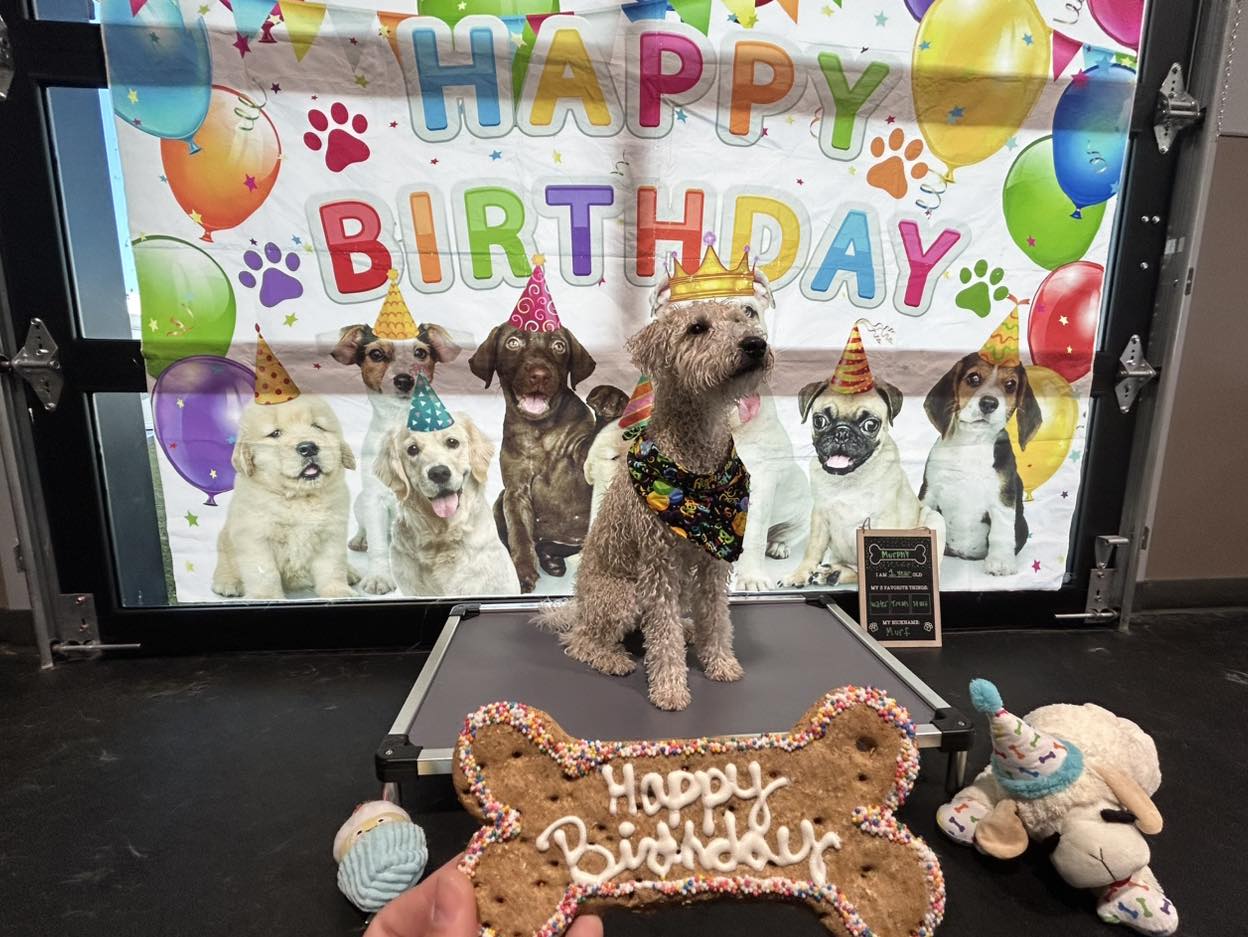 Celebrate Your Dog's Birthday at Unleashed Pets, located in Waukee, Iowa