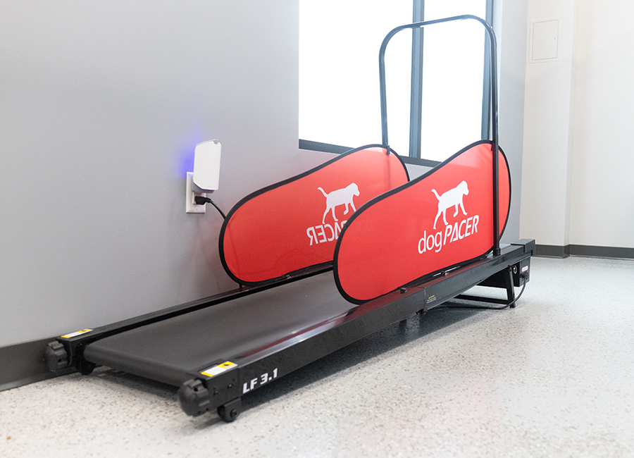 Doggy Treadmill at Unleashed Pets, located in Waukee, Iowa