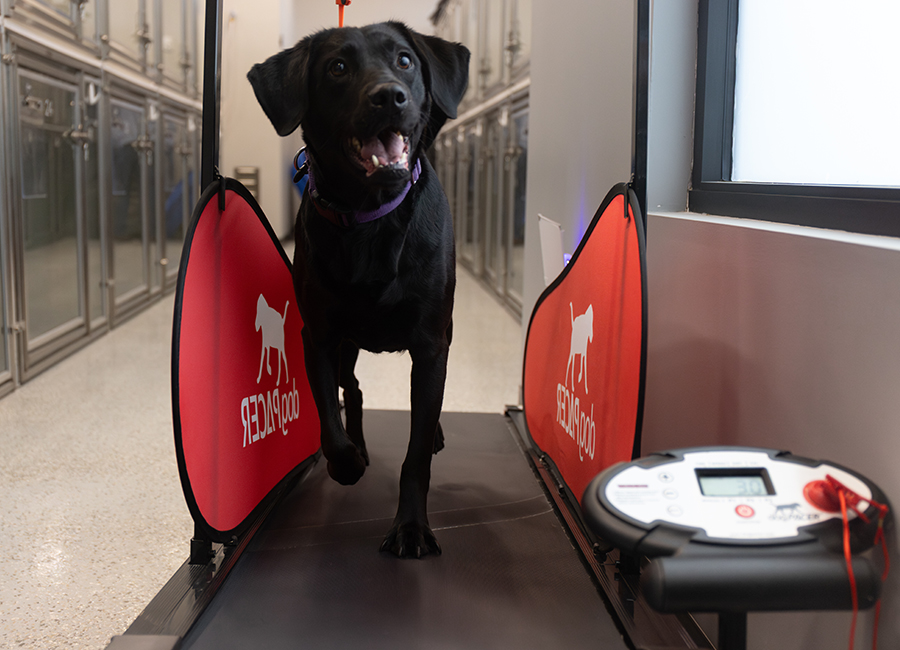 Black Labrador on Doggy Treadmill at Unleashed Pets, located in Waukee, Iowa