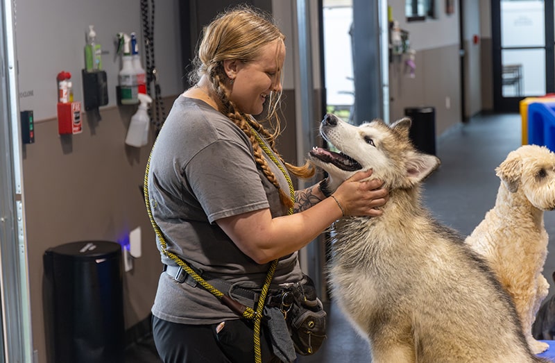 Unleashed Pets Staff Member caring for a dog in Waukee Iowa