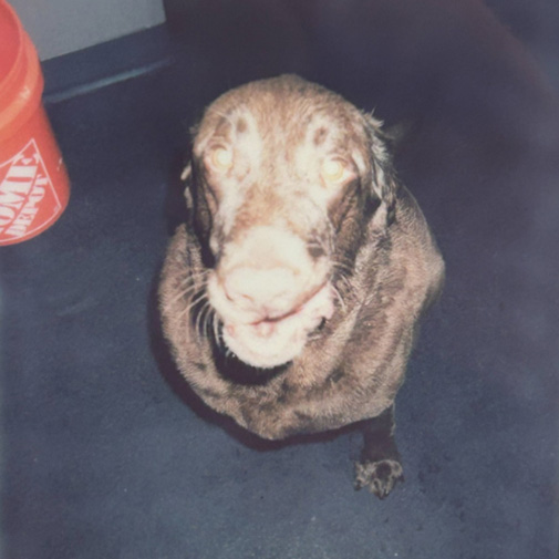 Unleashed Pets Wall Photos - Ace Unleashed Pets Wall Photos - Ace