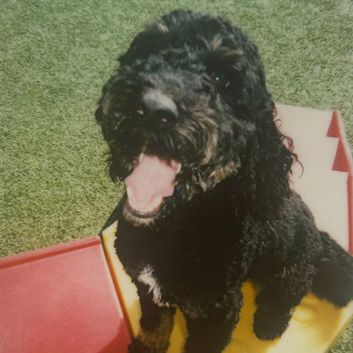 Unleashed Pets Wall Photos - Ace Unleashed Pets Wall Photos - Ace