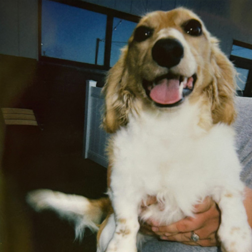 Unleashed Pets Wall Photos - Ace Unleashed Pets Wall Photos - Ace