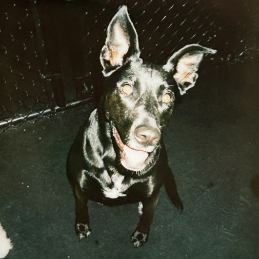 Unleashed Pets Wall Photos - Ace Unleashed Pets Wall Photos - Ace