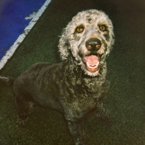 Unleashed Pets Wall Photos - Ace Unleashed Pets Wall Photos - Ace