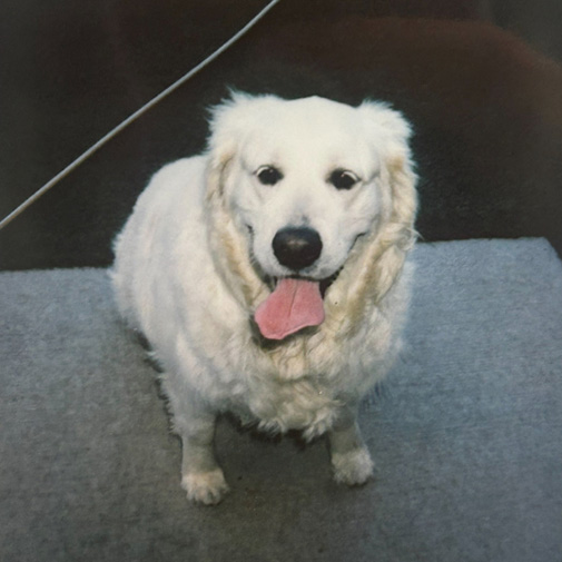 Unleashed Pets Wall Photos - Ace