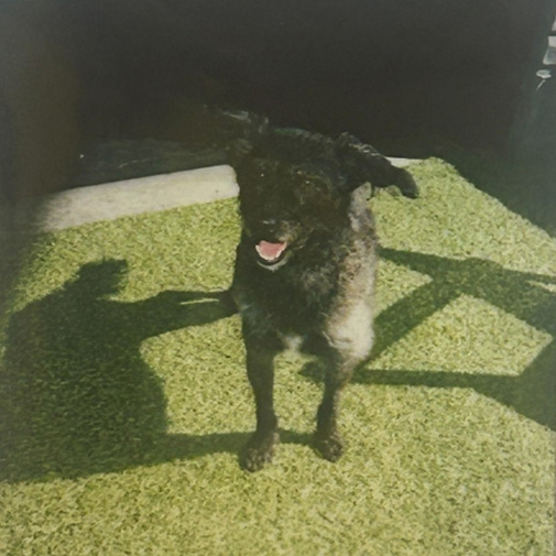 Unleashed Pets Wall Photos - Ace Unleashed Pets Wall Photos - Ace