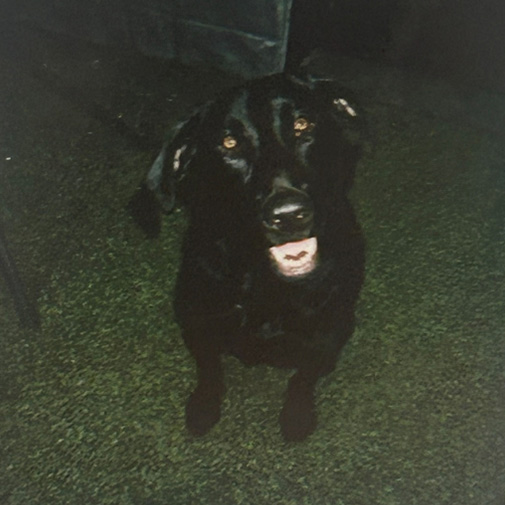 Unleashed Pets Wall Photos - Ace Unleashed Pets Wall Photos - Ace