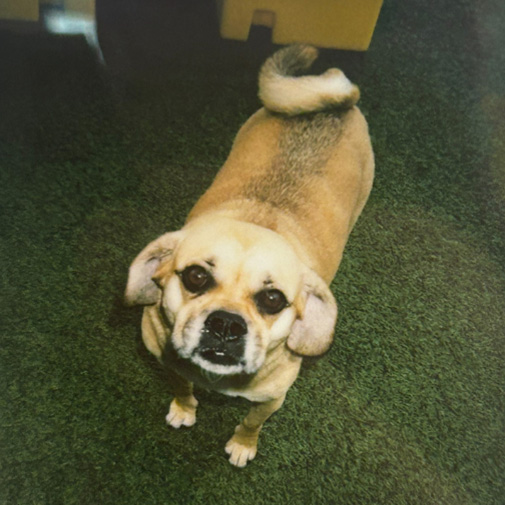 Unleashed Pets Wall Photos - Ace Unleashed Pets Wall Photos - Ace