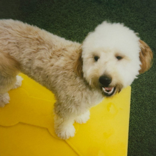 Unleashed Pets Wall Photos - Ace Unleashed Pets Wall Photos - Ace