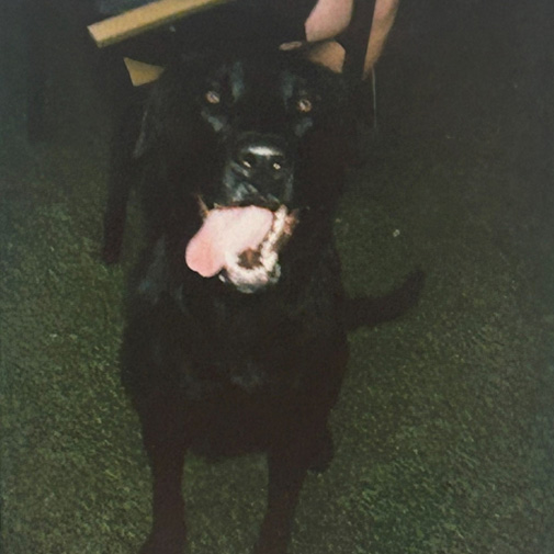 Unleashed Pets Wall Photos - Ace Unleashed Pets Wall Photos - Ace