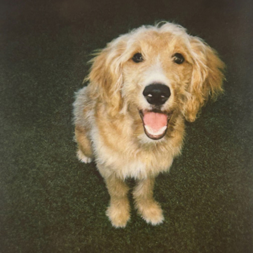 Unleashed Pets Wall Photos - Ace Unleashed Pets Wall Photos - Ace